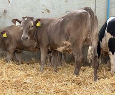 10 Continental Heifers -