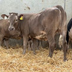 10 Continental Heifers -