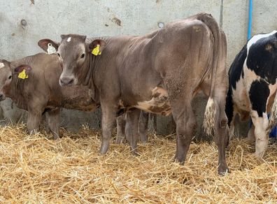 10 Continental Heifers -