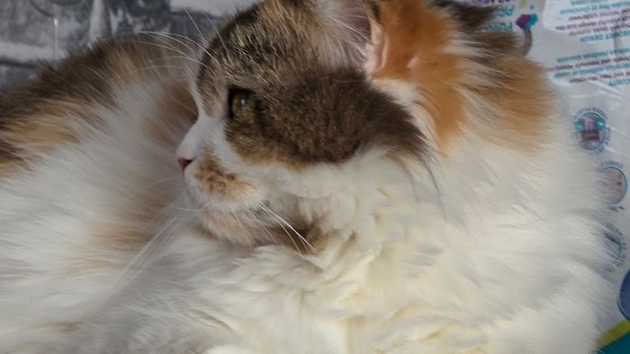 cat