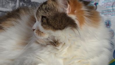 cat