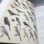 Handbook of the Birds of the World Vol 11 del Hoyo HC Lynx Edicions Ornithology Image 10