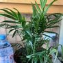 plant parlor palm with spider plant Image 4