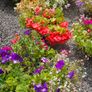 Large Hanging Baskets Image 5