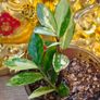 No.10 ZZ plant Variegated Image 6