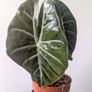 Alocasia pink Dragon Plant Image 3