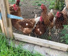 5 hens