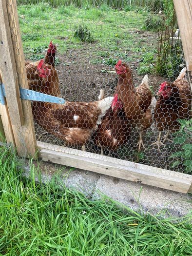 5 hens
