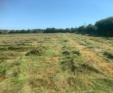 Organic hay