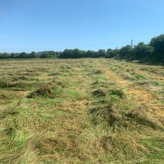 Organic hay