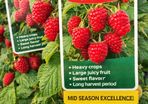 Everbearing Raspberry Canes available from February 2026
