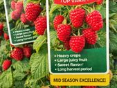 Everbearing Raspberry Canes available from February 2026