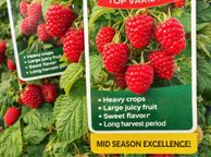 main image for ad Everbearing Raspberry Canes available from February 2026