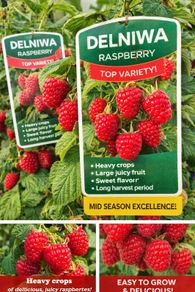 Everbearing Raspberry Canes available from February 2026