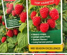 Everbearing Raspberry Canes available from February 2026