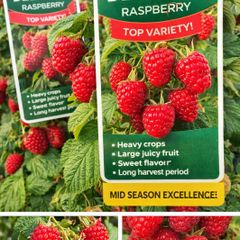 Everbearing Raspberry Canes available from February 2026