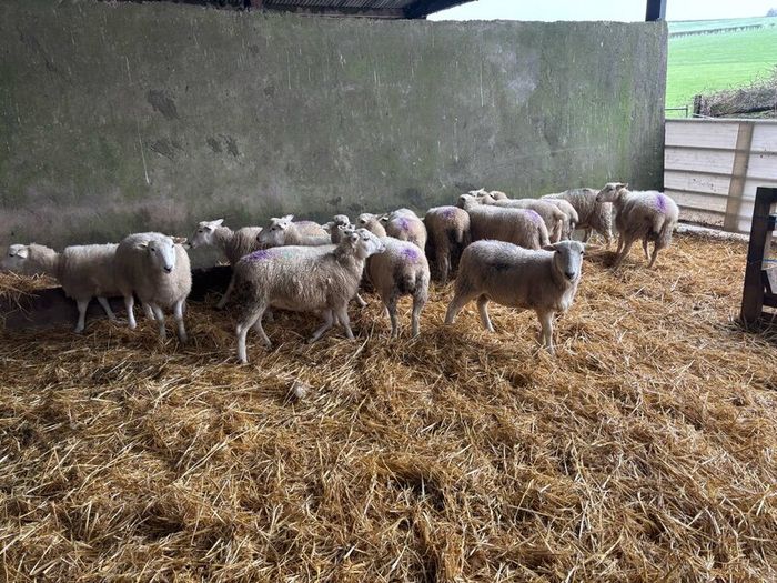 Easycare ewe Lambs Easy Care