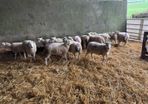 Easycare ewe Lambs Easy Care