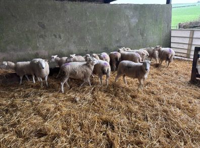 Easycare ewe Lambs Easy Care