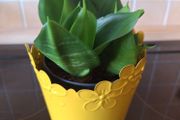 Small Sansevieria Hahnii in Yellow Pot