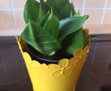 Small Sansevieria Hahnii in Yellow Pot