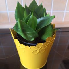 Small Sansevieria Hahnii in Yellow Pot
