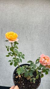 Juicy Terrazza rose