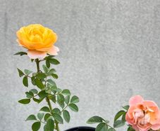 Juicy Terrazza rose