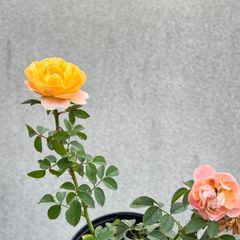 Juicy Terrazza rose