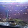 guppies Image 4