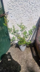 ornamental tree