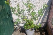 ornamental tree