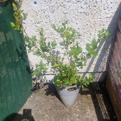 ornamental tree