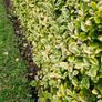 Two Foot Griselina Hedging Plants Image 6