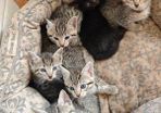 kittens