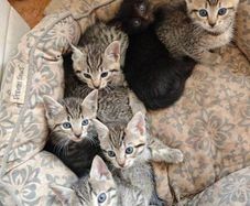 kittens