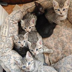 kittens