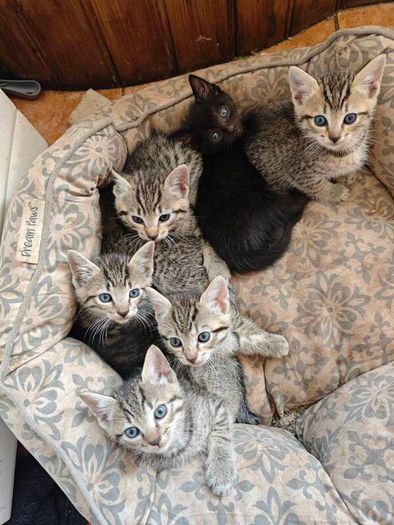 kittens