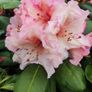 Instant Box Hedging 35 euro Image 3