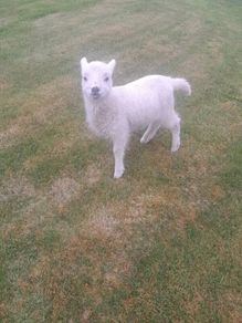 Pet lamb