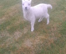 Pet lamb