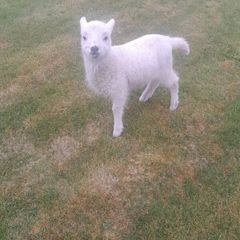 Pet lamb