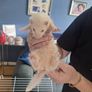 pet Image 2