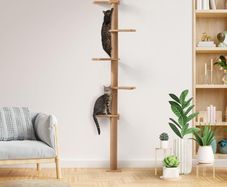 Cat Ladder (with extra accessories)
