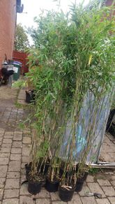 Bamboos plants Delivery available