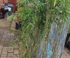 Bamboos plants Delivery available