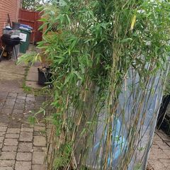 Bamboos plants Delivery available