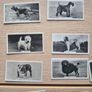 vintage cigarette cards from the "Champion Dogs" Image 2