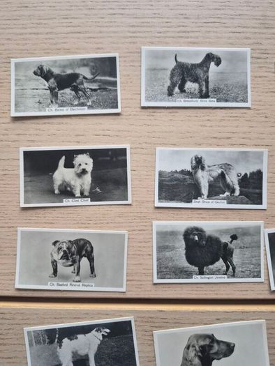 vintage cigarette cards from the "Champion Dogs"