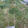 Acacia tree (medium- mature) Image 2
